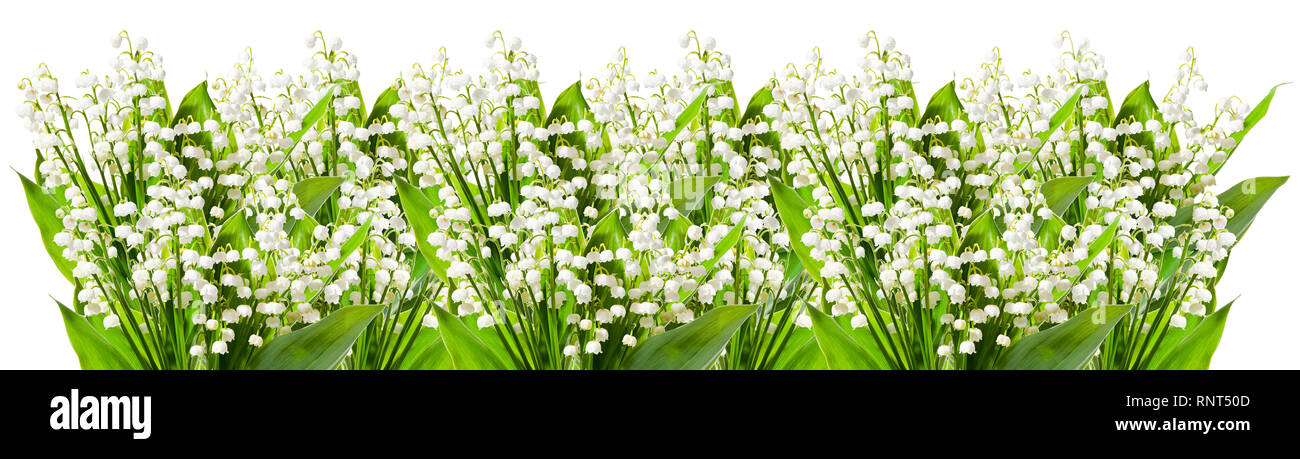 Lily of the valley isolated on white background Stock Photo