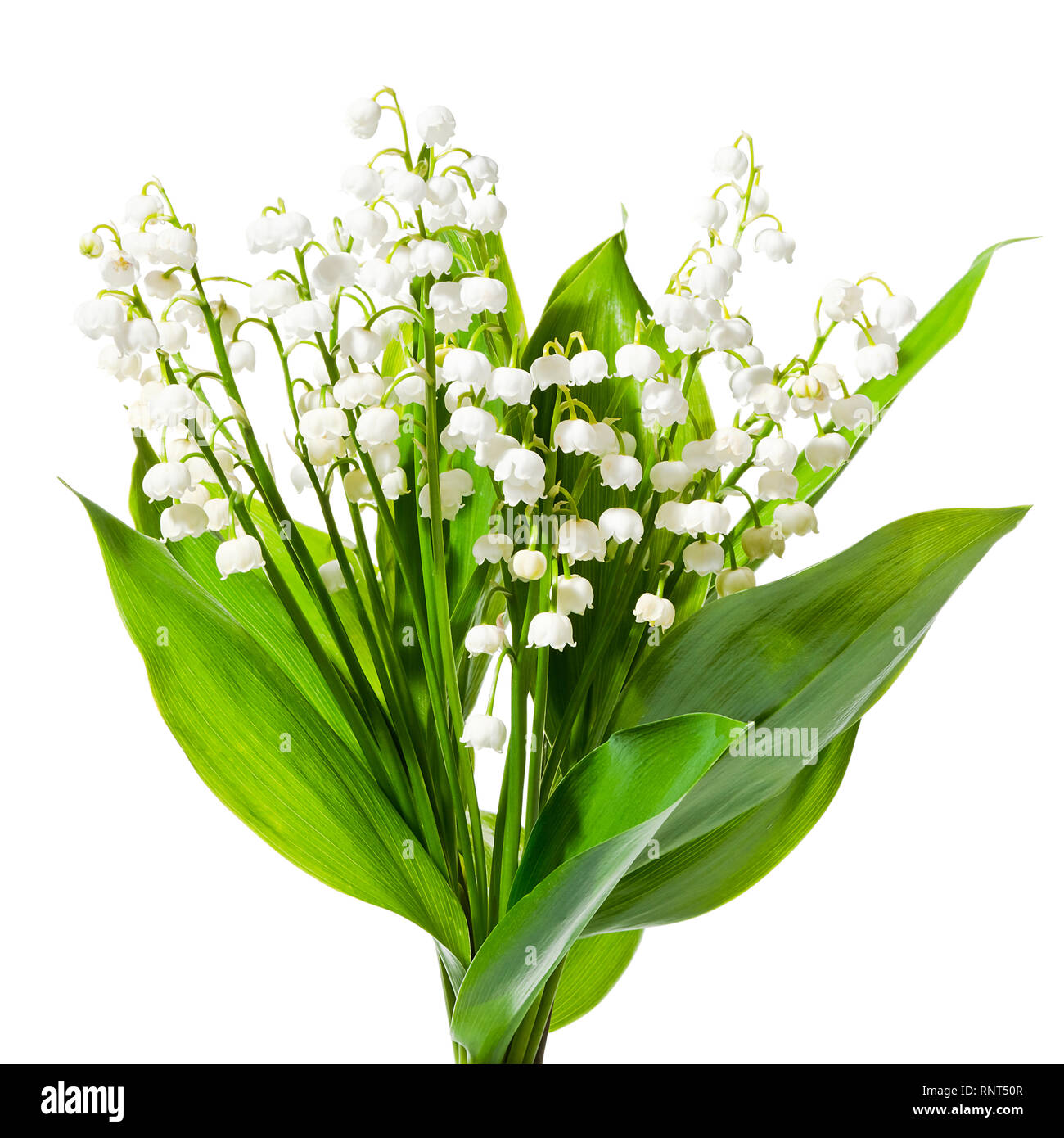 Lily of the valley isolated on white background Stock Photo - Alamy