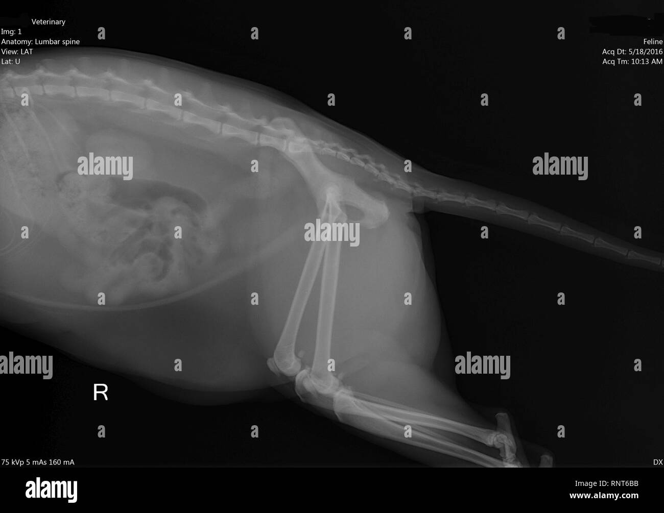 Cat Spine Xray Stock Photo Alamy