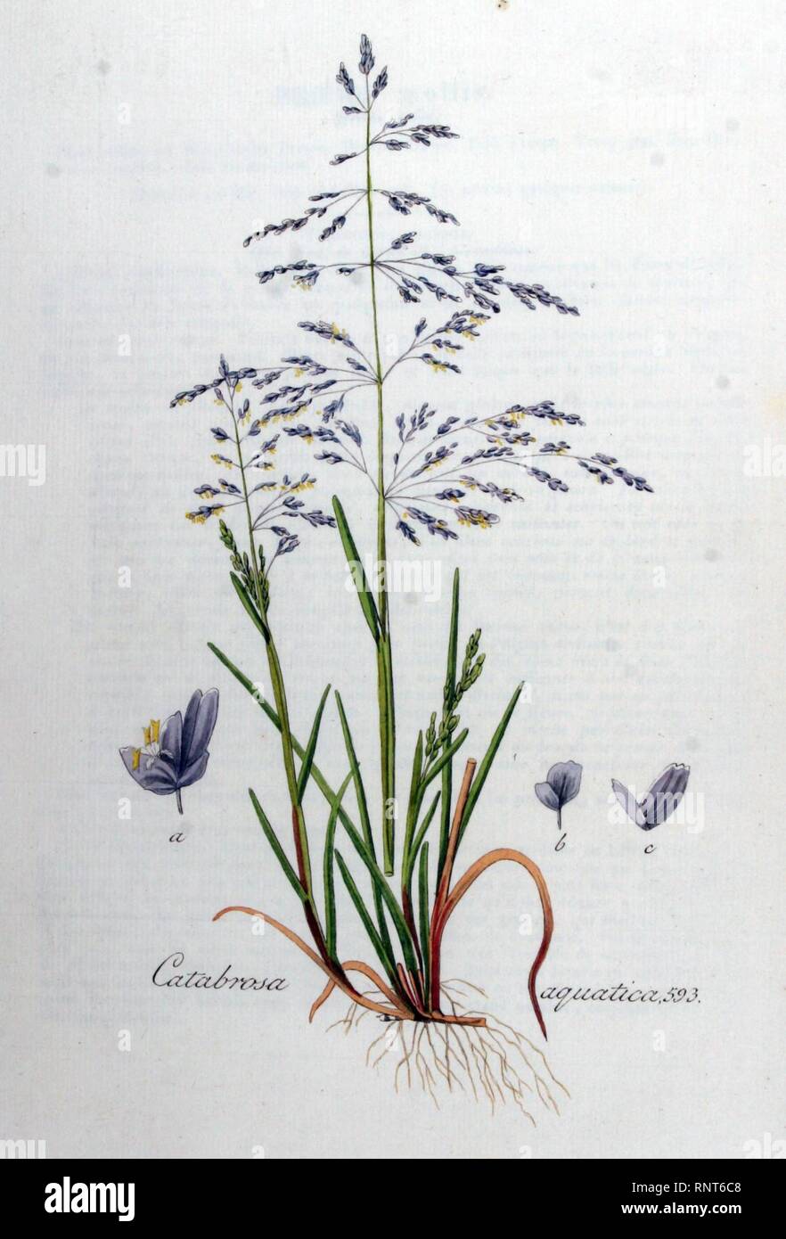 Catabrosa aquatica — Flora Batava — Volume v8. Stock Photo