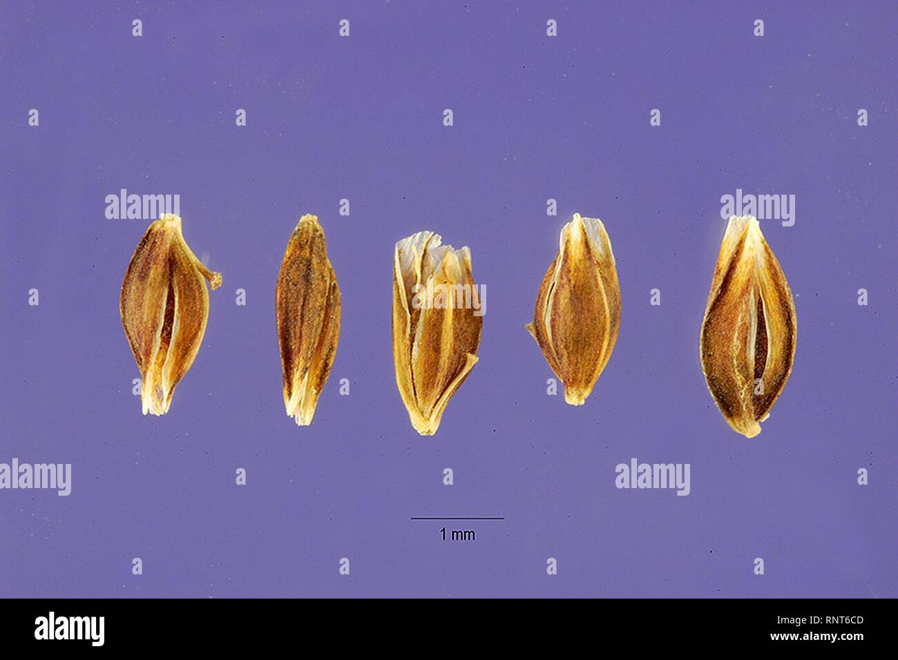 Catabrosa aquatica seeds. Stock Photo