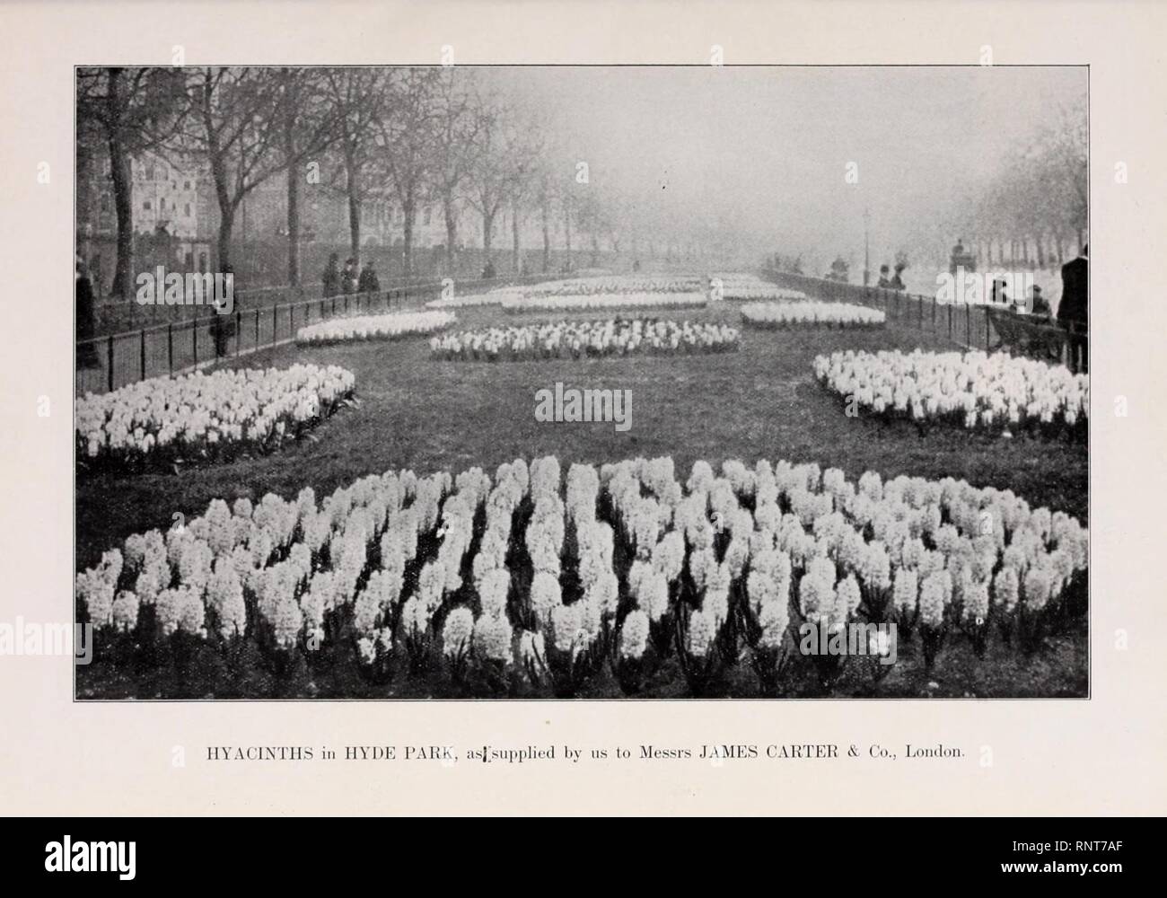 Botanical catalogue hires stock photography and images Alamy