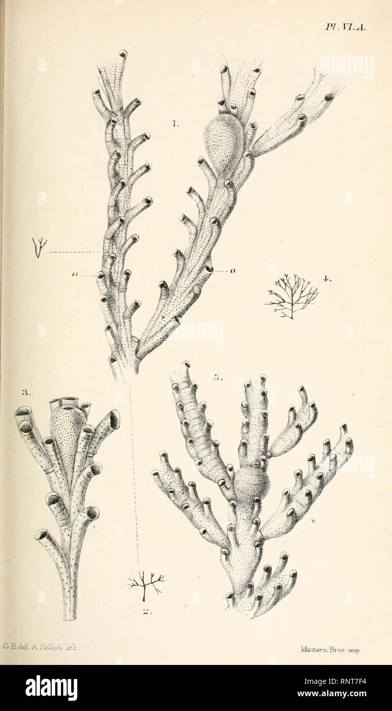 Catalogue of marine Polyzoa Stock Photo - Alamy