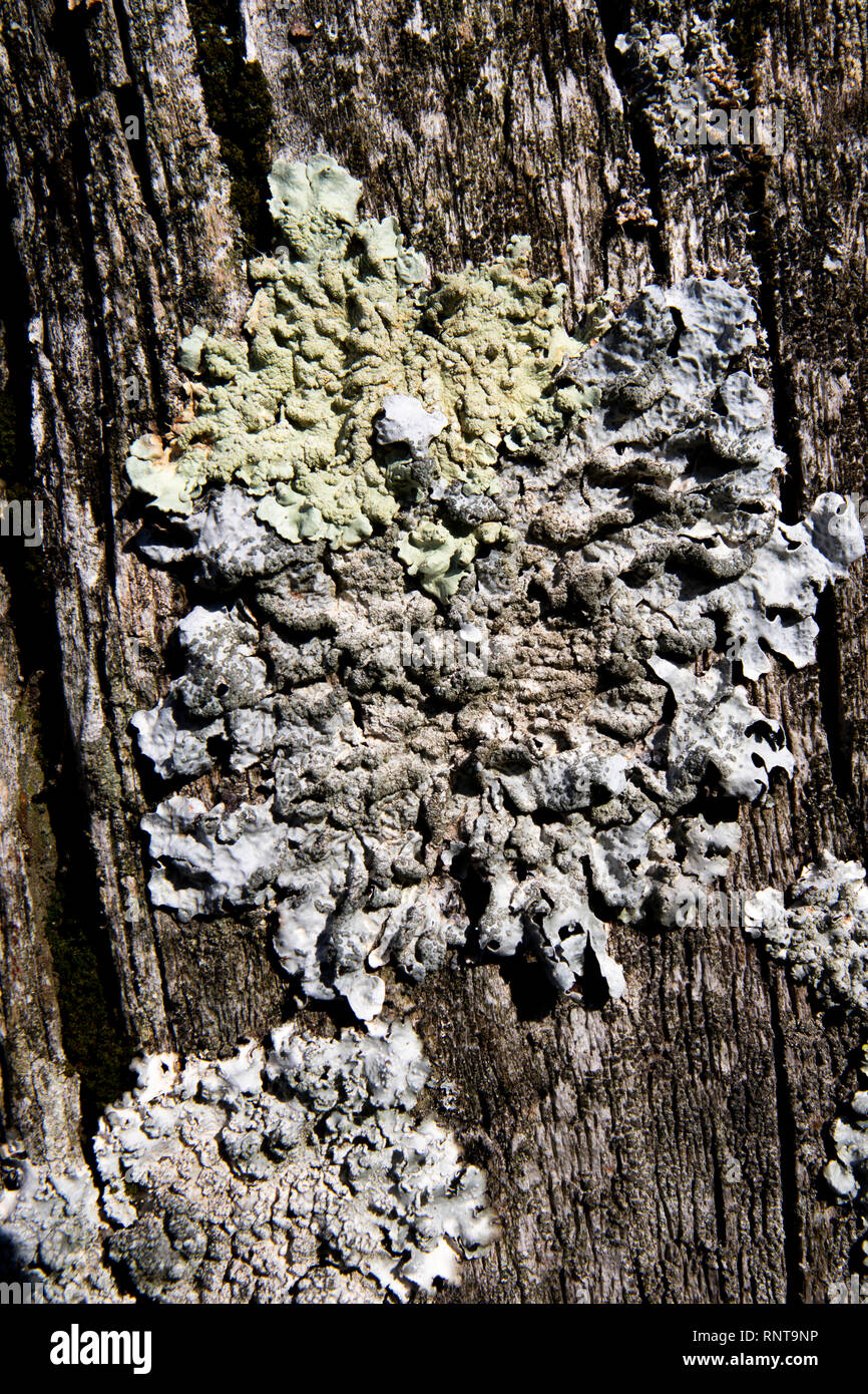Foliose Lichen, a composite organism that arises from algae or