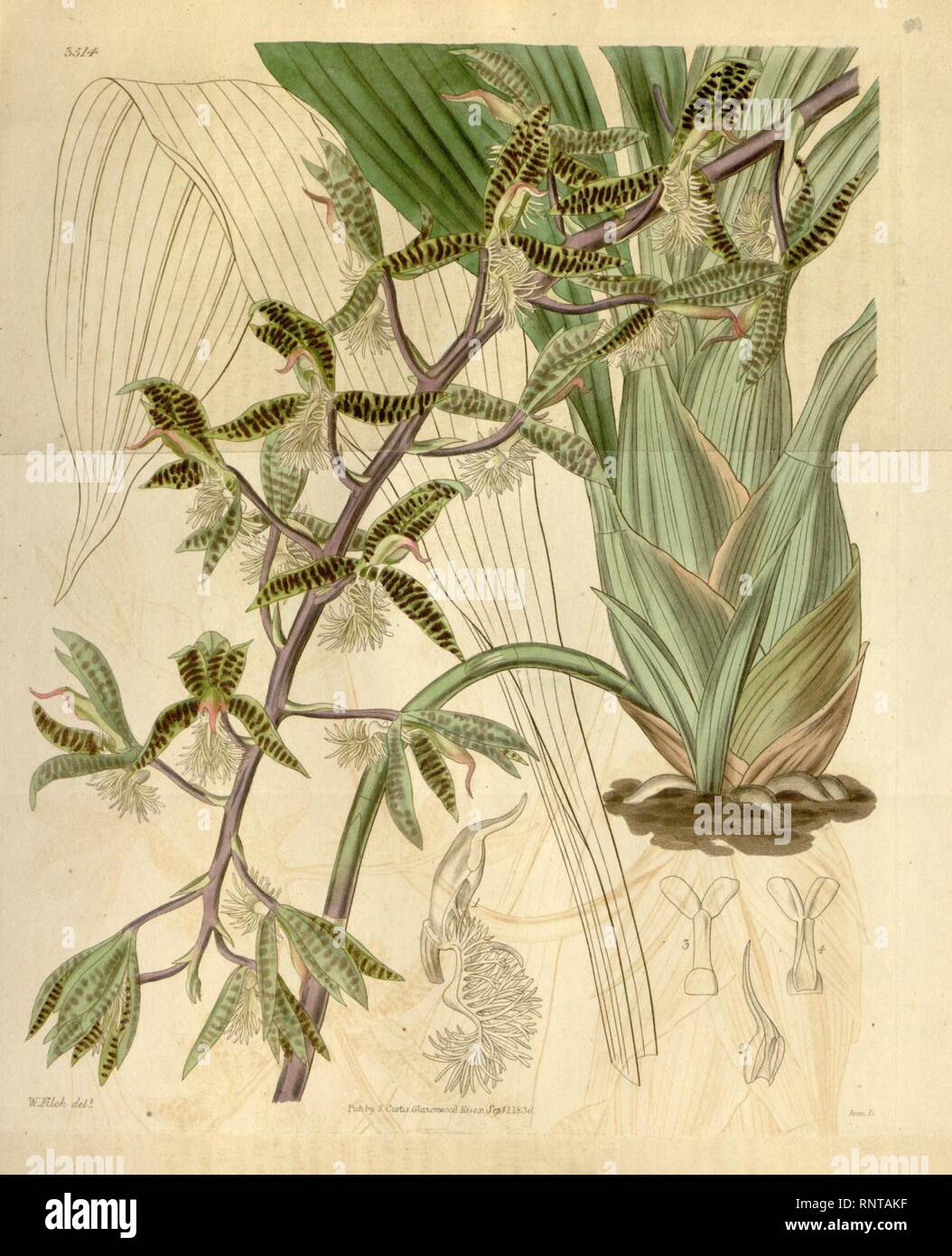 Catasetum barbatum ( as Myanthus b.)- Curtis v. 63 pl 3514. Stock Photo