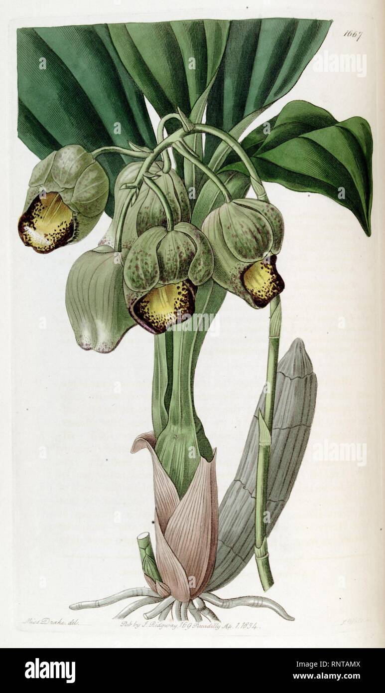Catasetum luridum - Edwards' vol. 20 (1835) pl. 1667. Stock Photo