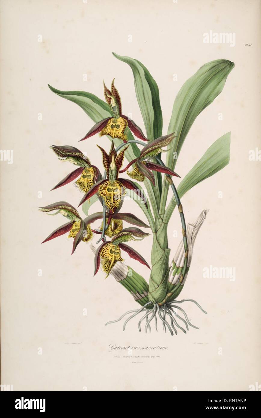 Catasetum saccatum - Sertum Orchidaceum pl. 41 (1838). Stock Photo