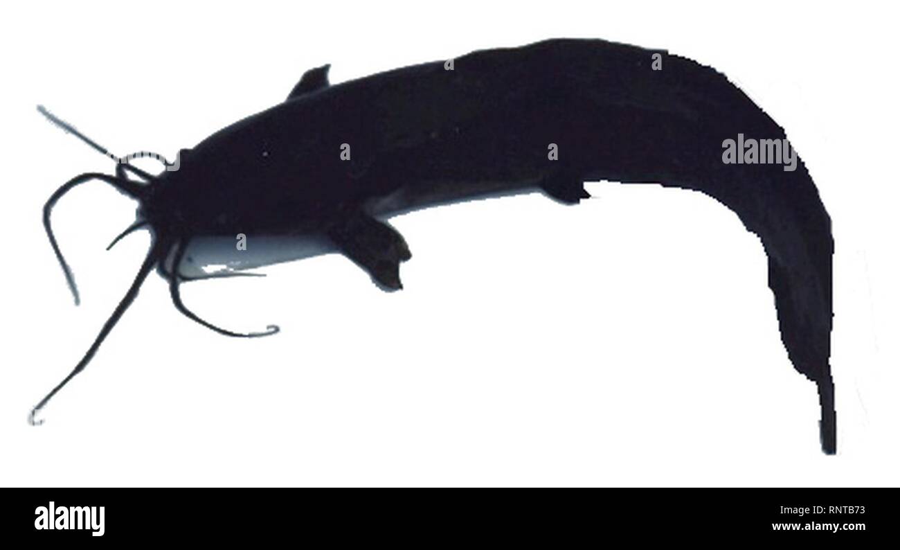 Catfishstub by Melanochromis. Stock Photo