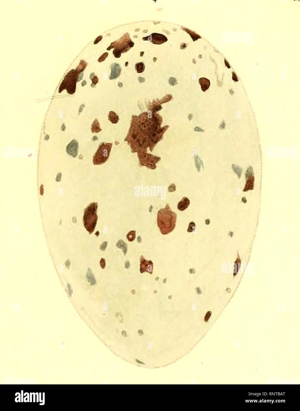 Cathartes aura egg 1847 Stock Photo Alamy
