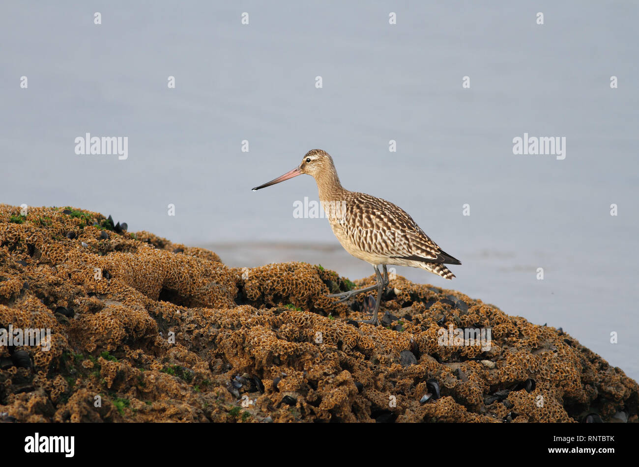 Detailed Photo Of A Sandpiper In A Beach In The North Of Portugal Looking For Food Stock Photo Alamy Detailed Photo Of A Sandpiper In A Beach In The North Of Portugal Looking For Food Stock Photo Alamy