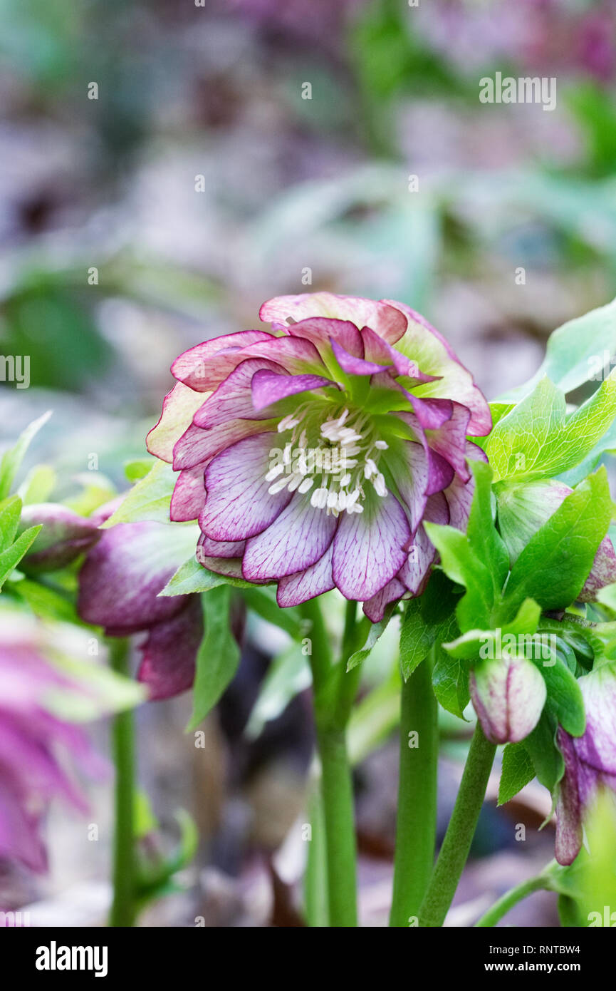 Helleborus × hybridus. Double flowered hellebore. Stock Photo