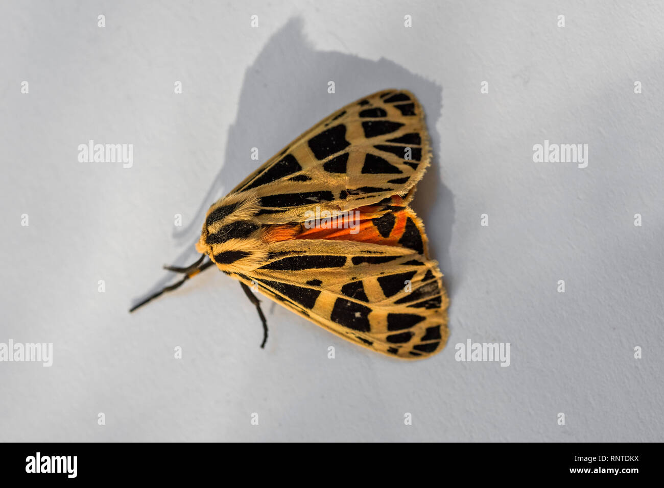 Harnessed Moth or Apantesis phalerata with multi-colors during Fall season in North Central Florida. Stock Photo