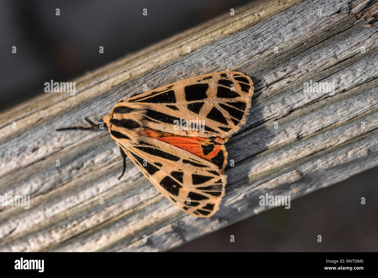 Harnessed Moth or Apantesis phalerata with multi-colors during Fall season in North Central Florida. Stock Photo