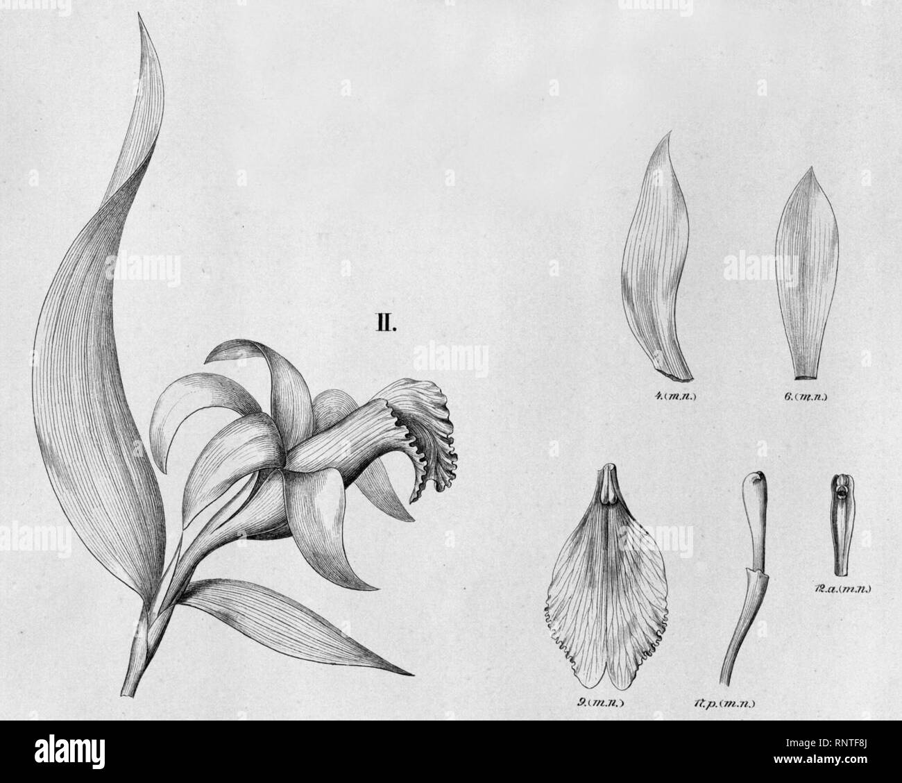 Cattleya coccinea (as Sophronitis rossiteriana) - Sobralia yauaperyensis - Fl.Br.3-5-071 - cropped 2. Stock Photo