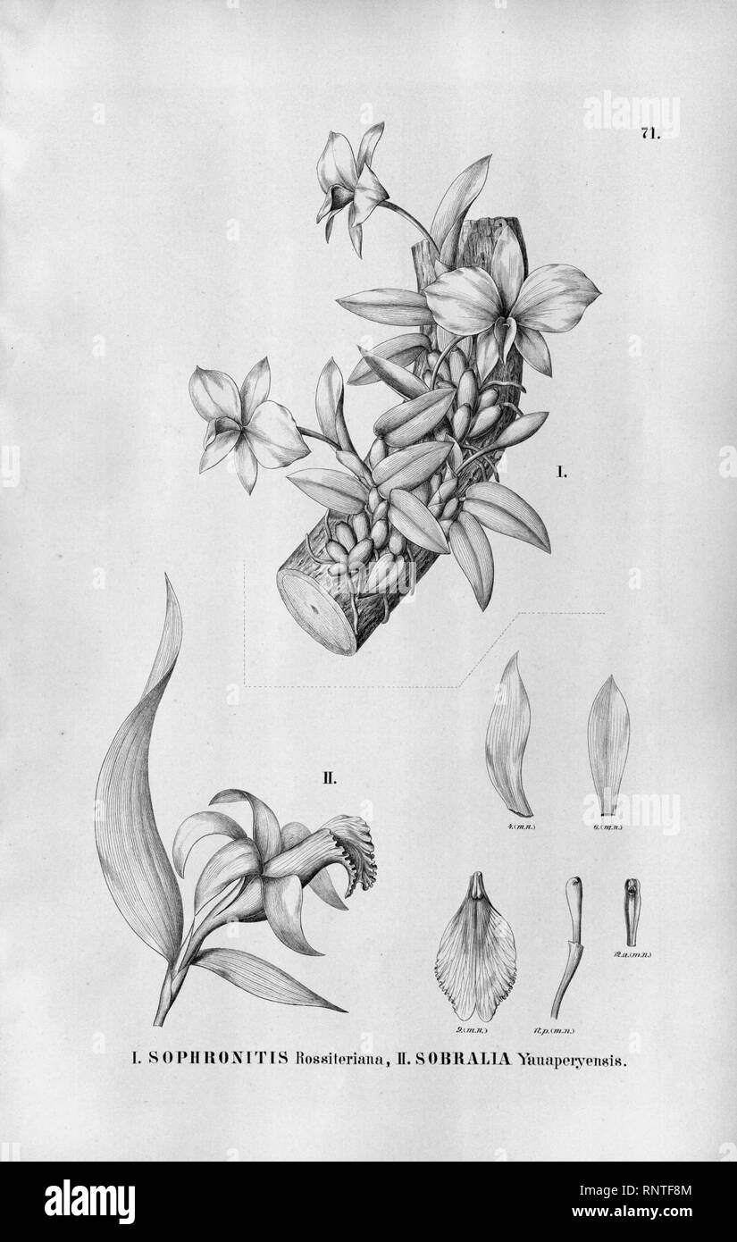 Cattleya coccinea (as Sophronitis rossiteriana) - Sobralia yauaperyensis - Fl.Br.3-5-071. Stock Photo