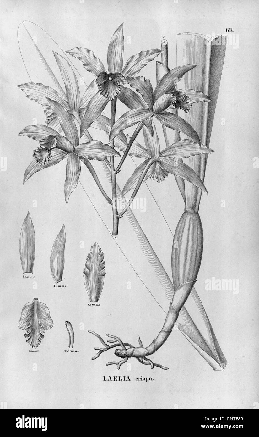 Cattleya crispa (as Laelia crispa) - Fl.Br.3-5-063. Stock Photo