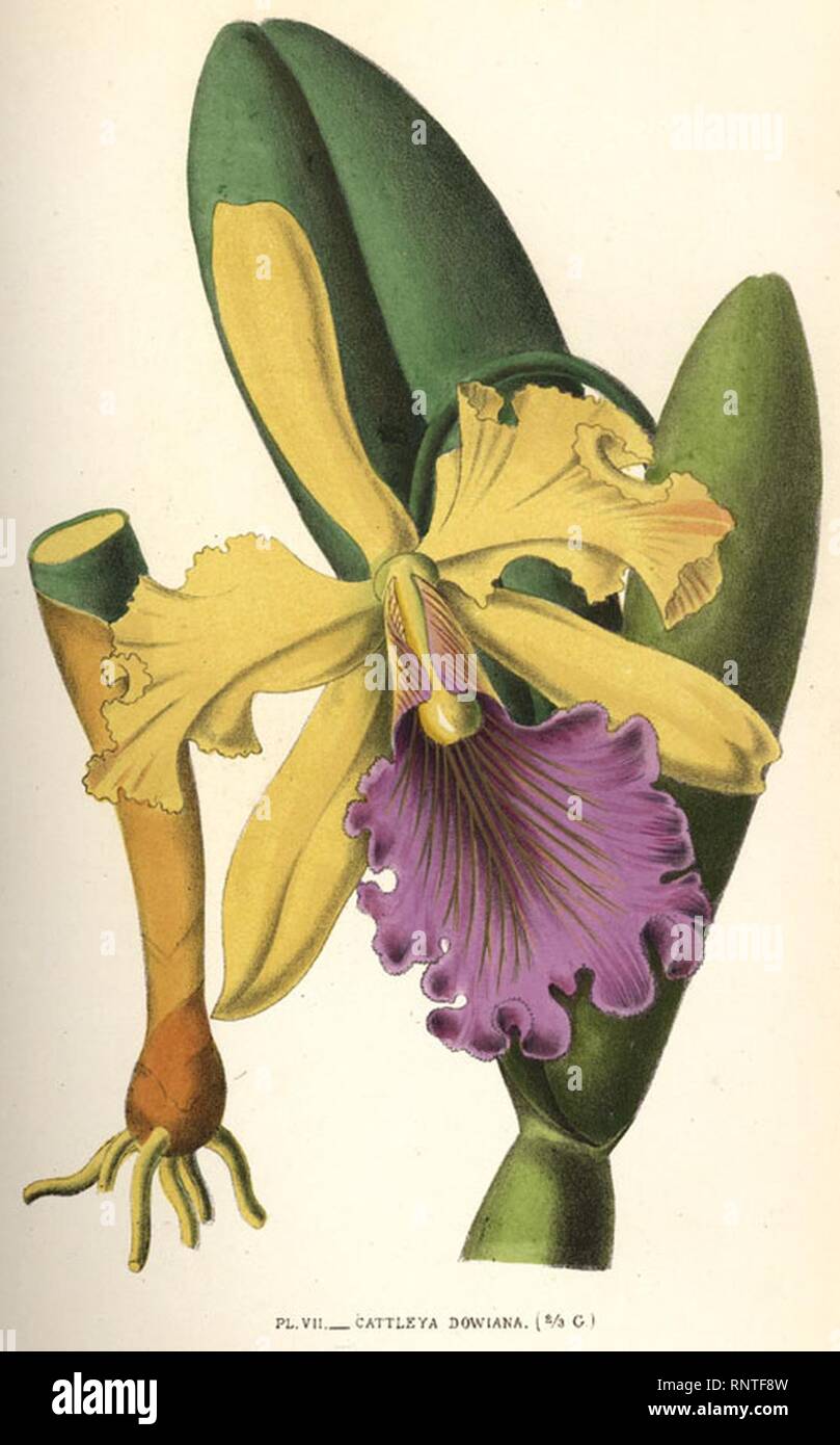Cattleya dowiana 1880. Stock Photo
