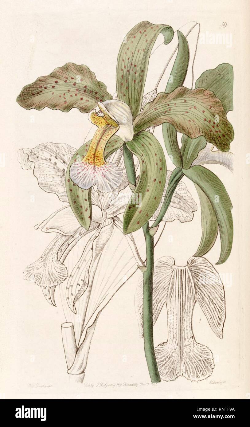 Cattleya granulosa (as Cattleya granulosa var. russelliana) - Edwards vol 31 (NS 8) pl 59 (1845). Stock Photo