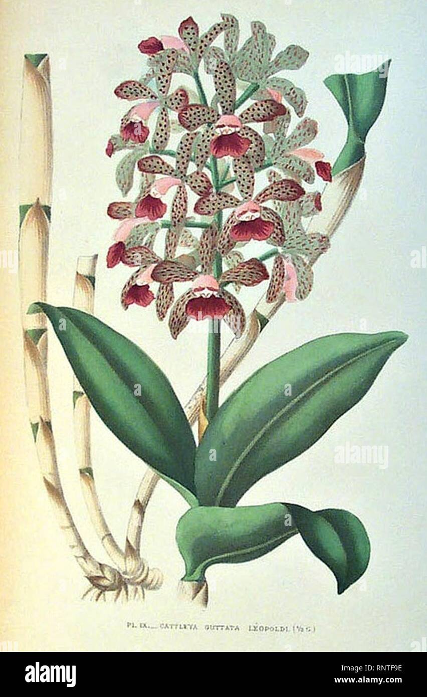 Cattleya guttata var. leopoldii. Stock Photo
