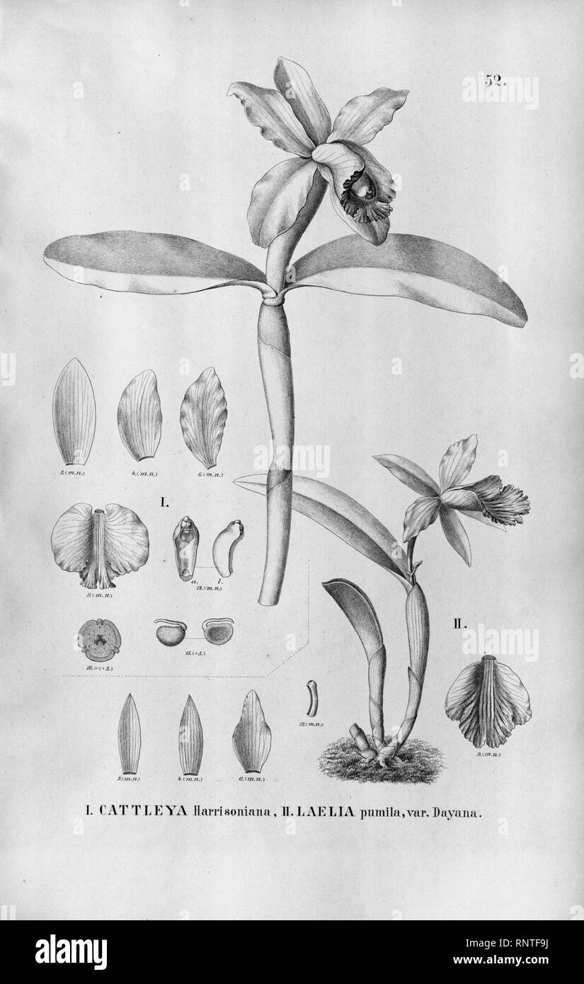 Cattleya harrisoniana - Sophronitis dayana (as Laelia pumila var. dayana) - Fl.Br.3-5-52. Stock Photo
