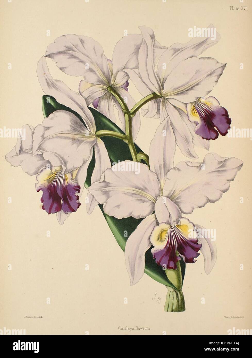 Cattleya lueddemanniana (as C. dawsoni) - Warner, Williams - Select orch. plants 1, pl. 16 (1862-1865). Stock Photo