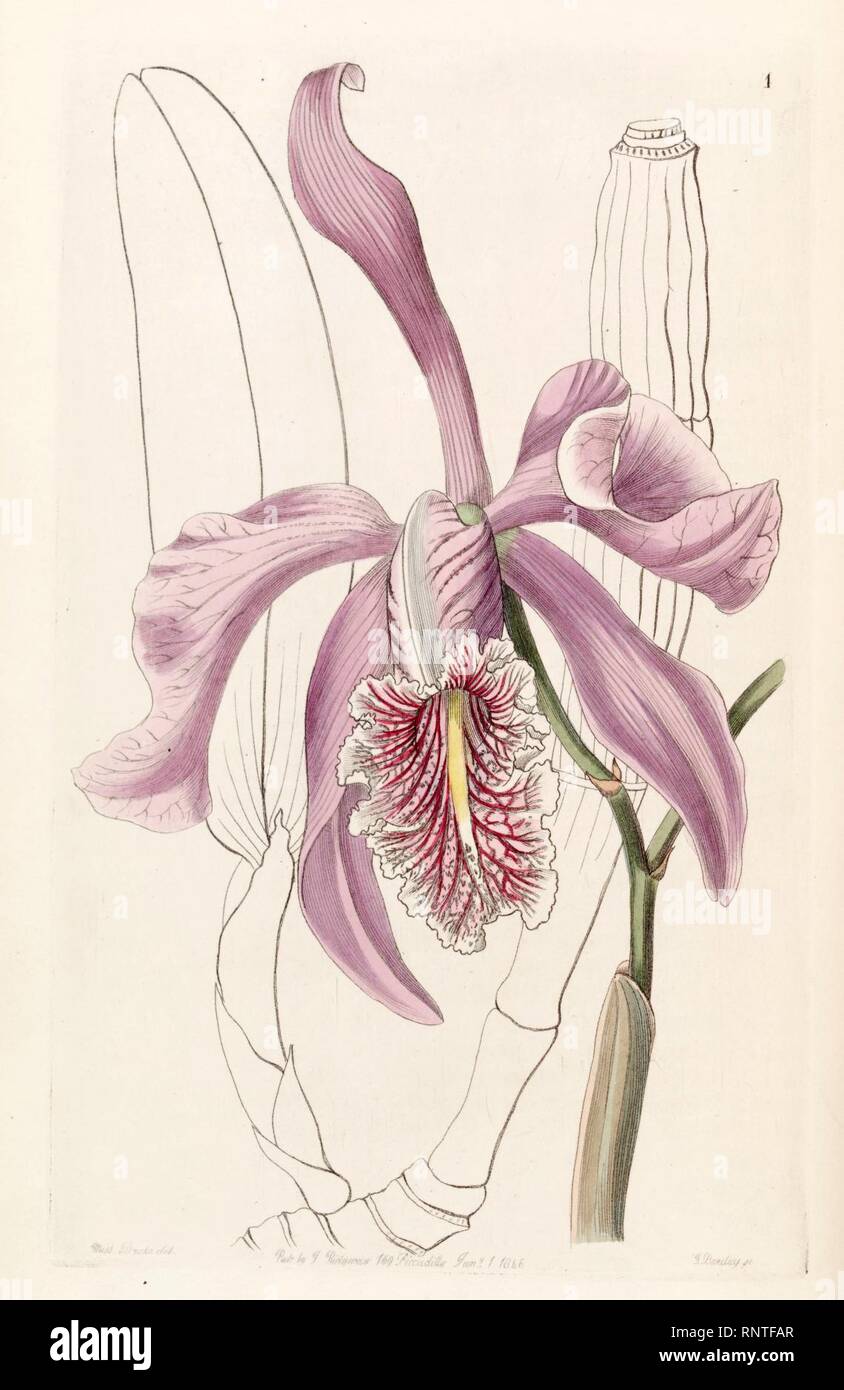 Cattleya maxima - Edwards vol 32 (NS 9) pl 1 (1846). Stock Photo