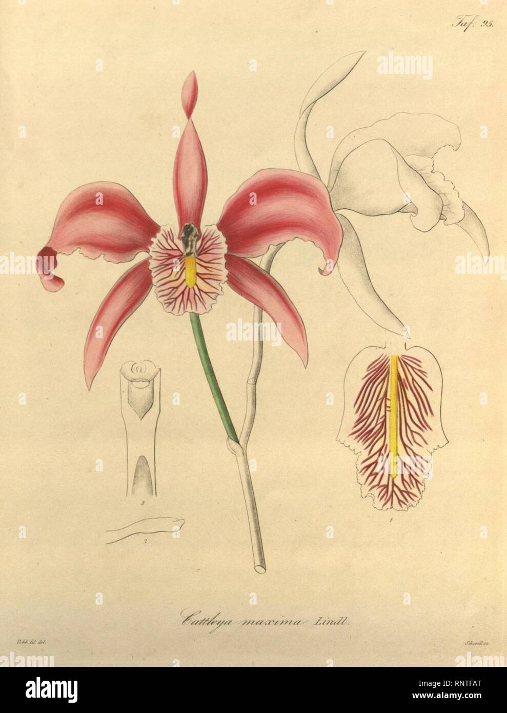Cattleya maxima - Xenia 1-95 (1858). Stock Photo