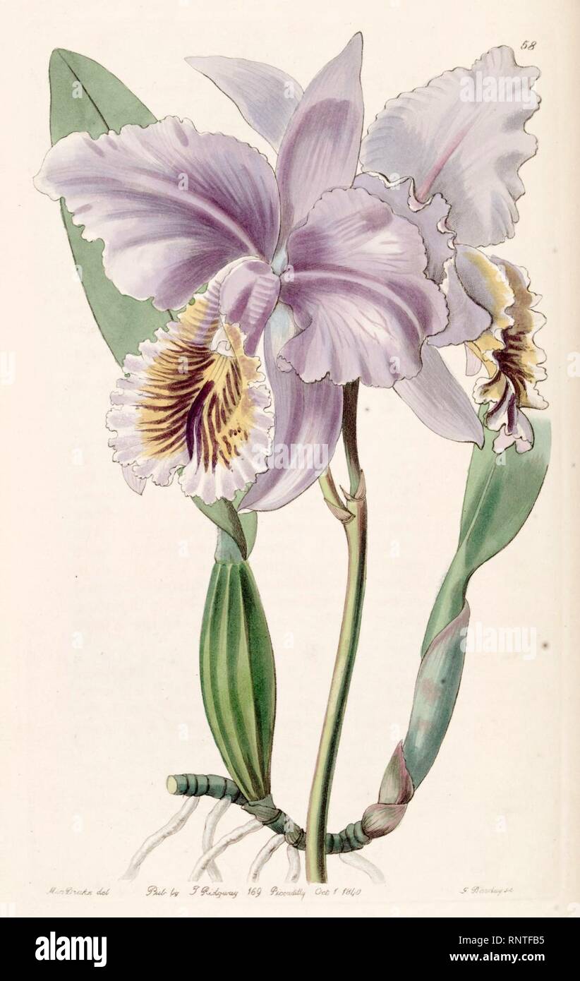 Cattleya mossiae (as Cattleya labiata var. mossiae) - Edwards vol 26 (NS 3) pl 58 (1840). Stock Photo
