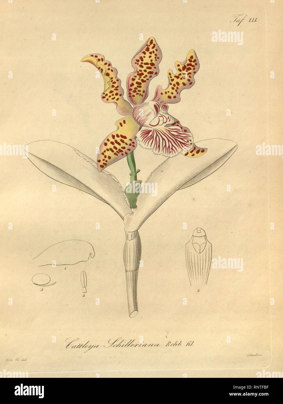 Cattleya schilleriana-Xenia 2-111 (1874). Stock Photo