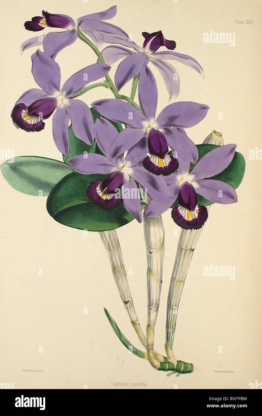 Cattleya violacea (as C. superba) - Warner, Williams - Select orch. plants 1, pl. 24 (1862-1865). Stock Photo
