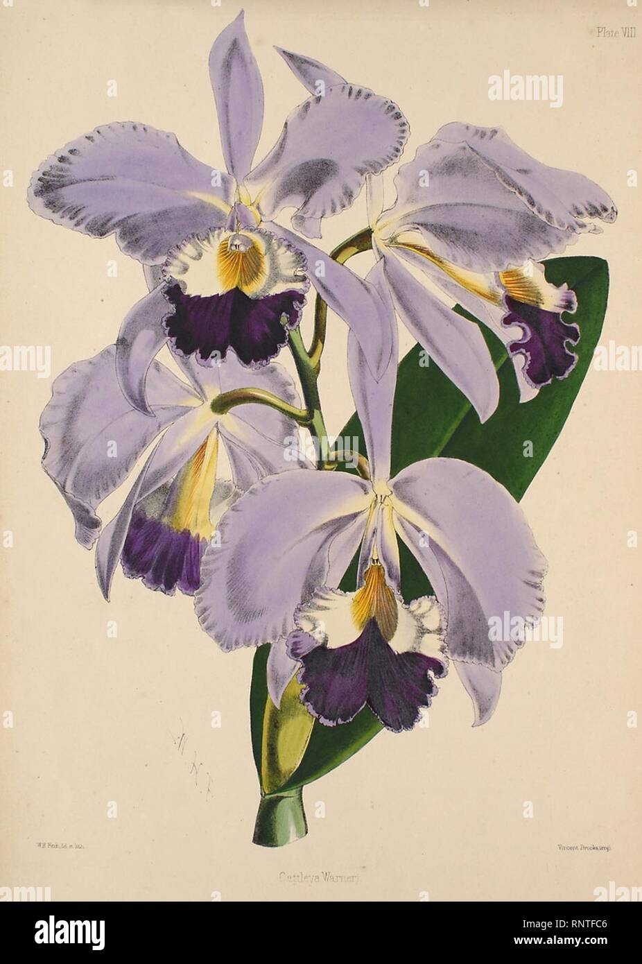 Cattleya warneri - Warner, Williams - Select orch. plants 1, pl. 8 (1862-1865). Stock Photo