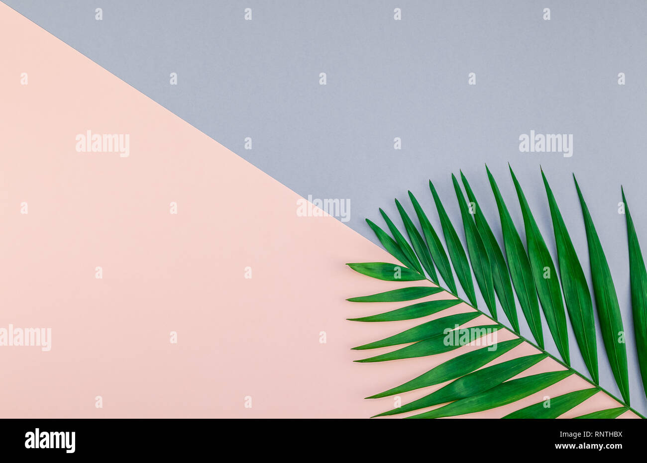 Creative flat lay top view of green tropical palm leaves on color paper ...
