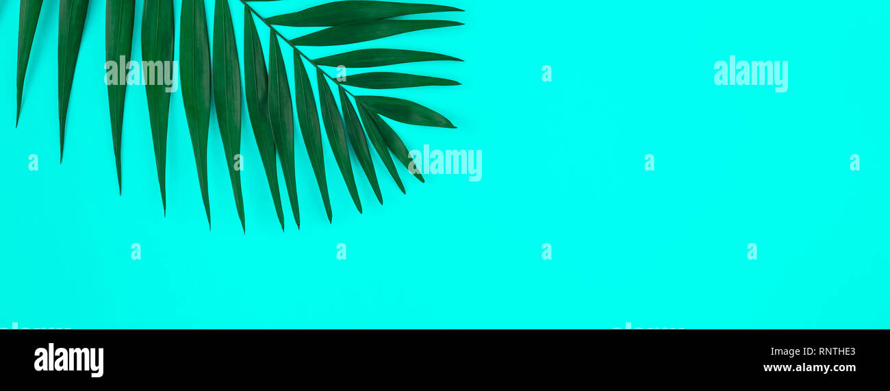Creative flat lay top view of green tropical palm leaves on color paper ...