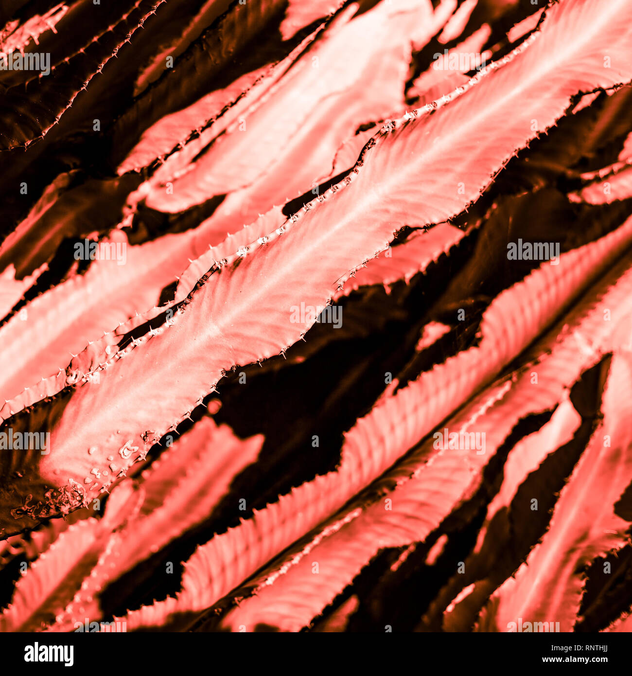 Succulent cactus plant part close up under the sunlight sky toned in