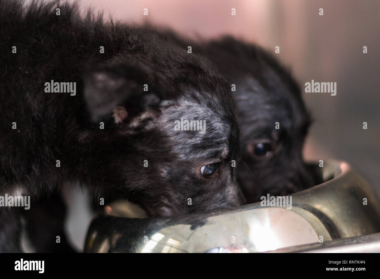 Can Newborn Puppies Get Mange