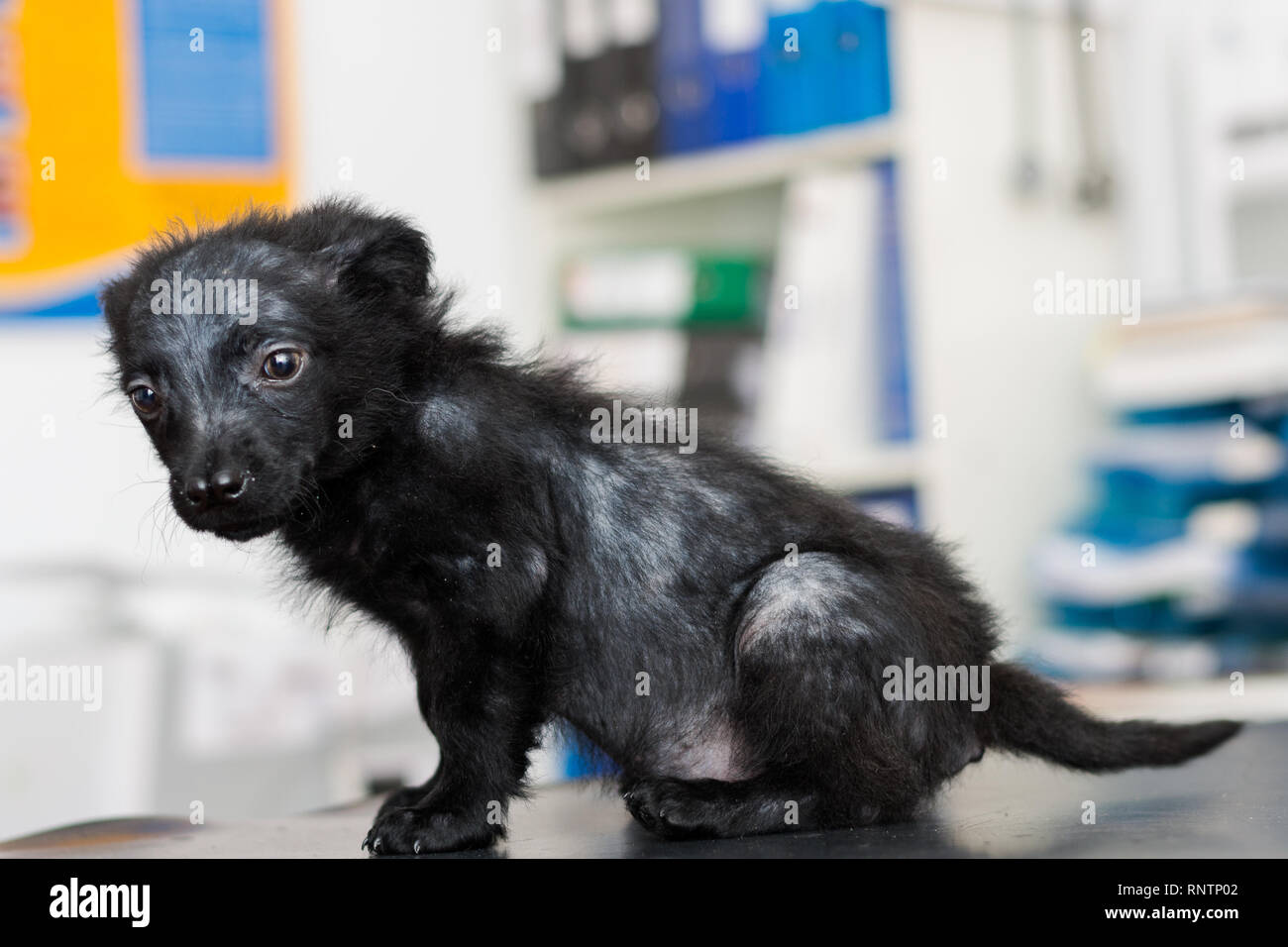 Why Do Dogs Have A Split In Their Nose