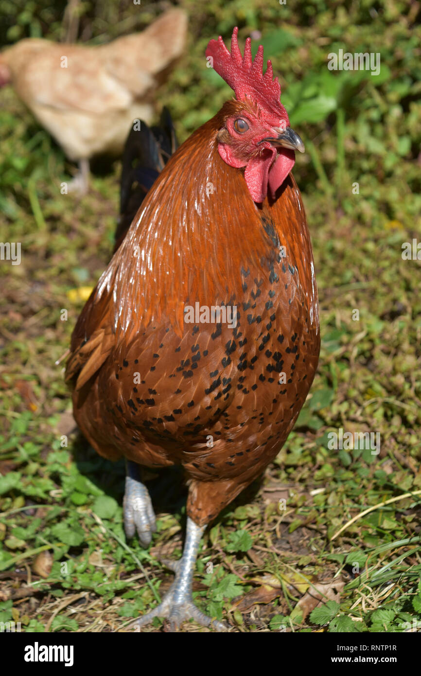 birchon fiber melanotic rooster Supply Pack for 2D Needle Felted Supply pack kit to make a needle felted animal flat 2D Rooster following the Sarafina video tutorial. Have you ever seen a