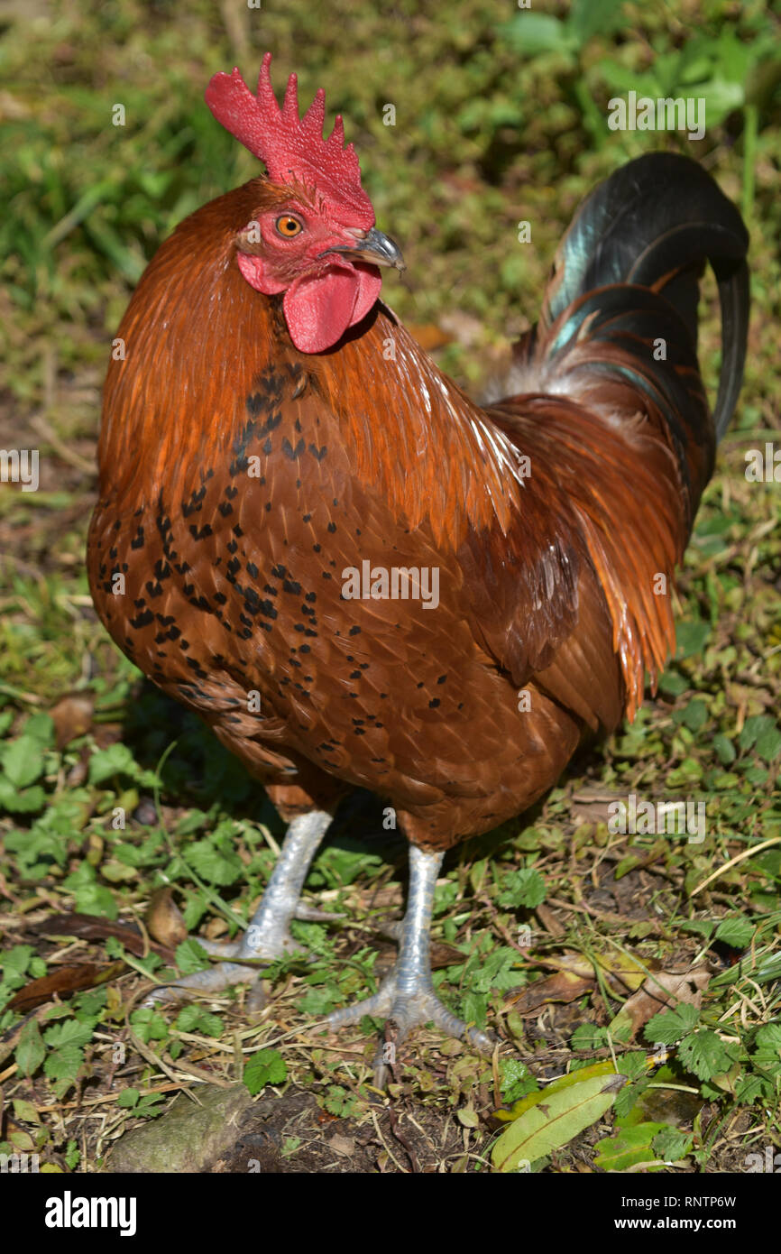 Beautiful red rooster with shiny brown feathers standing proudly Stock