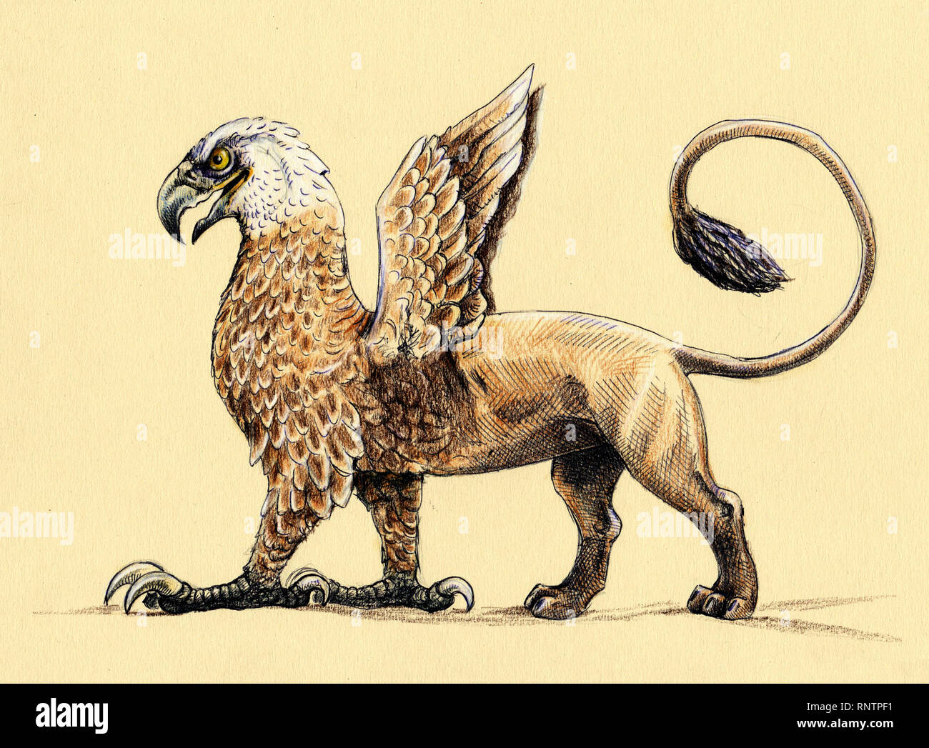 Mystical creature Griffin. Acrylic illustration. Mythological monster. Stock Photo