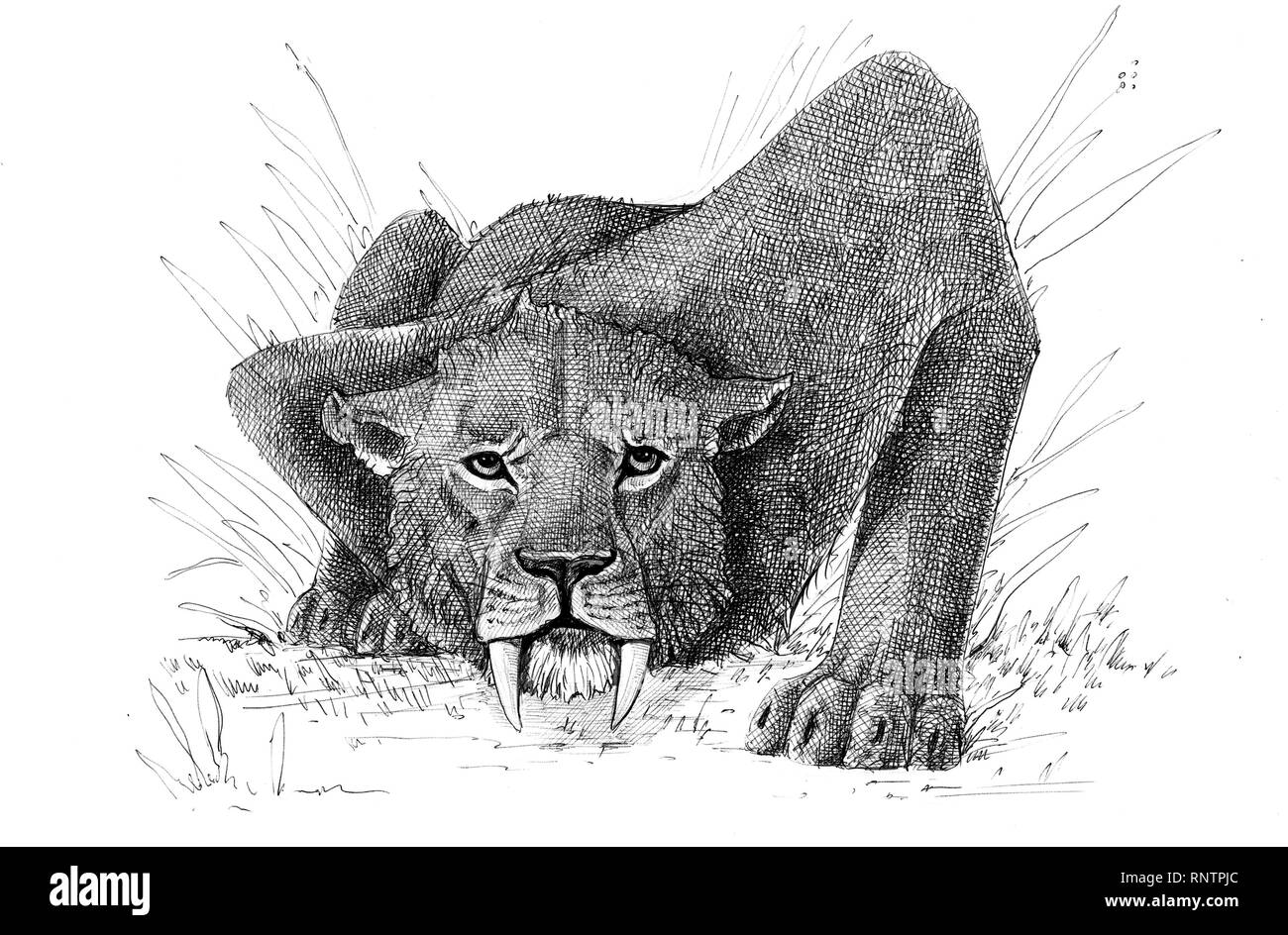 Saber tooth cat on the hunt. Animals drawing. Saber-toothed cat attack. Smilodon from ice age Stock Photo