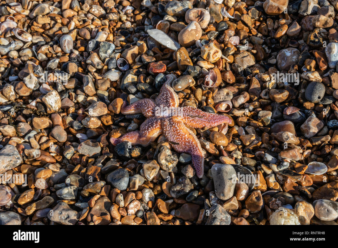 Star fish washed up on a pebble beach Stock Photo