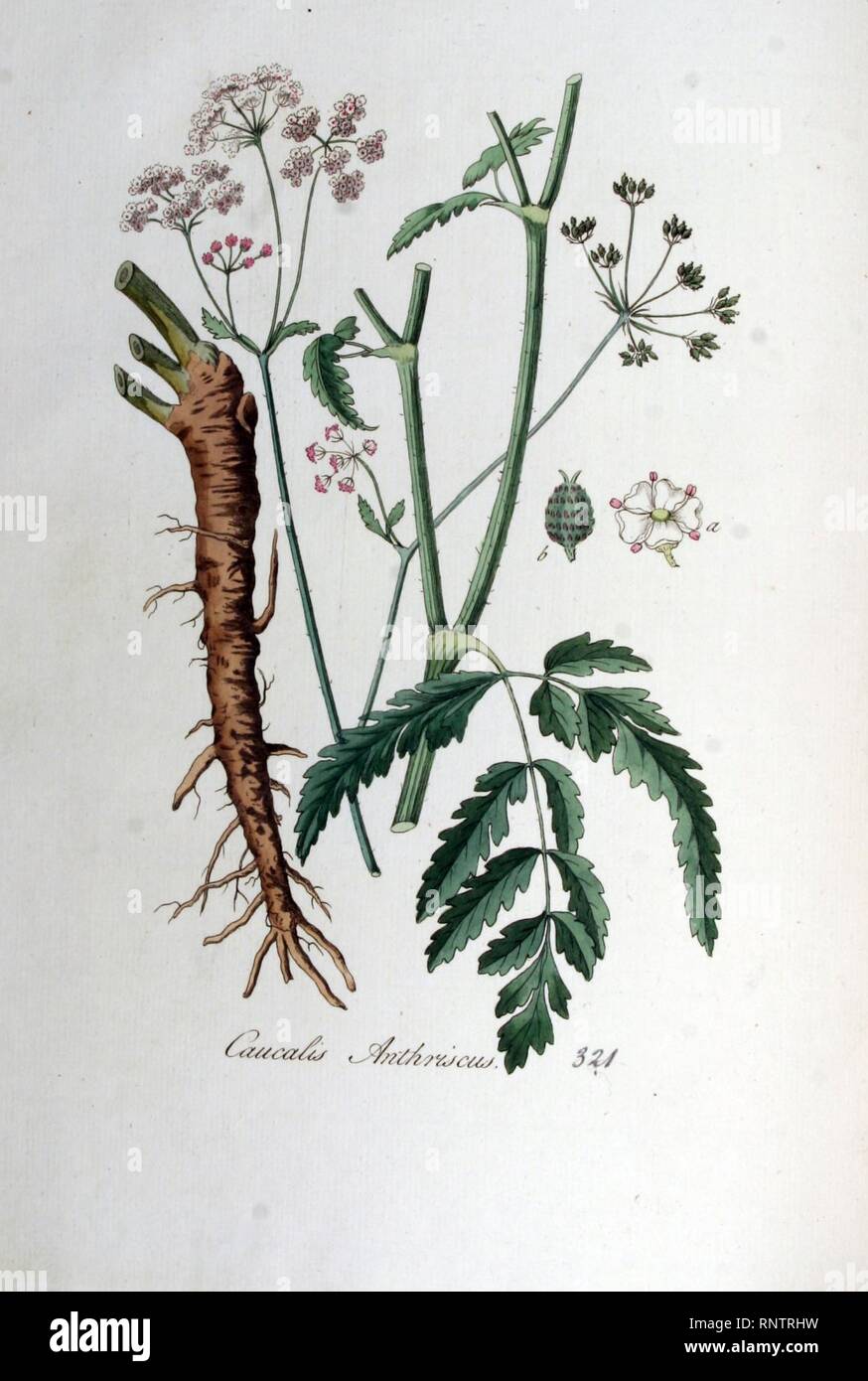 Caucalis anthriscus — Flora Batava — Volume v5. Stock Photo