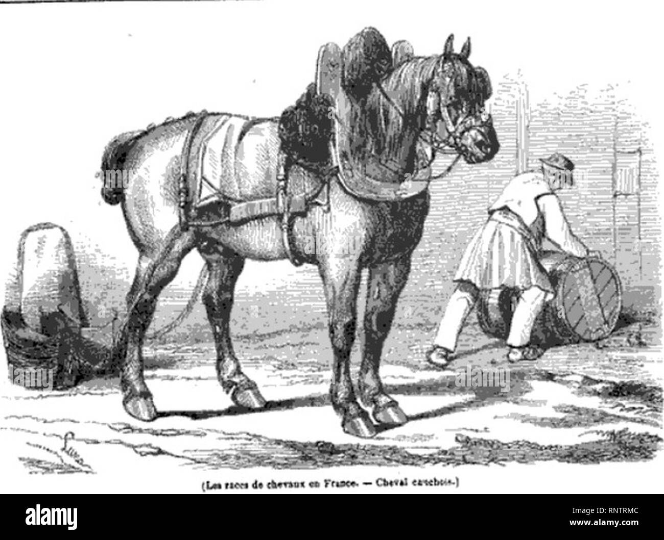 Cauchois - L'illustration 1846. Stock Photo