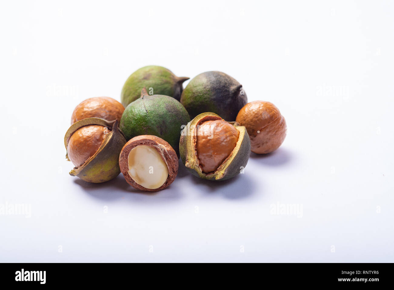 Fresh harvest of macadamia nuts, green macadamia nuts in shell and