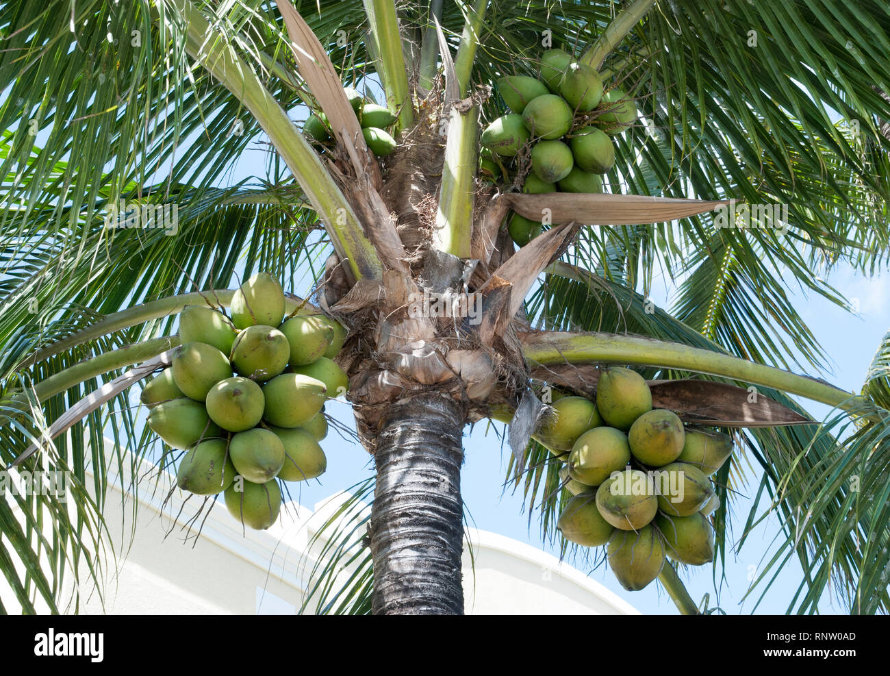 The close view of palm tree coconuts in Nassau downtown (Bahamas). Stock Photo