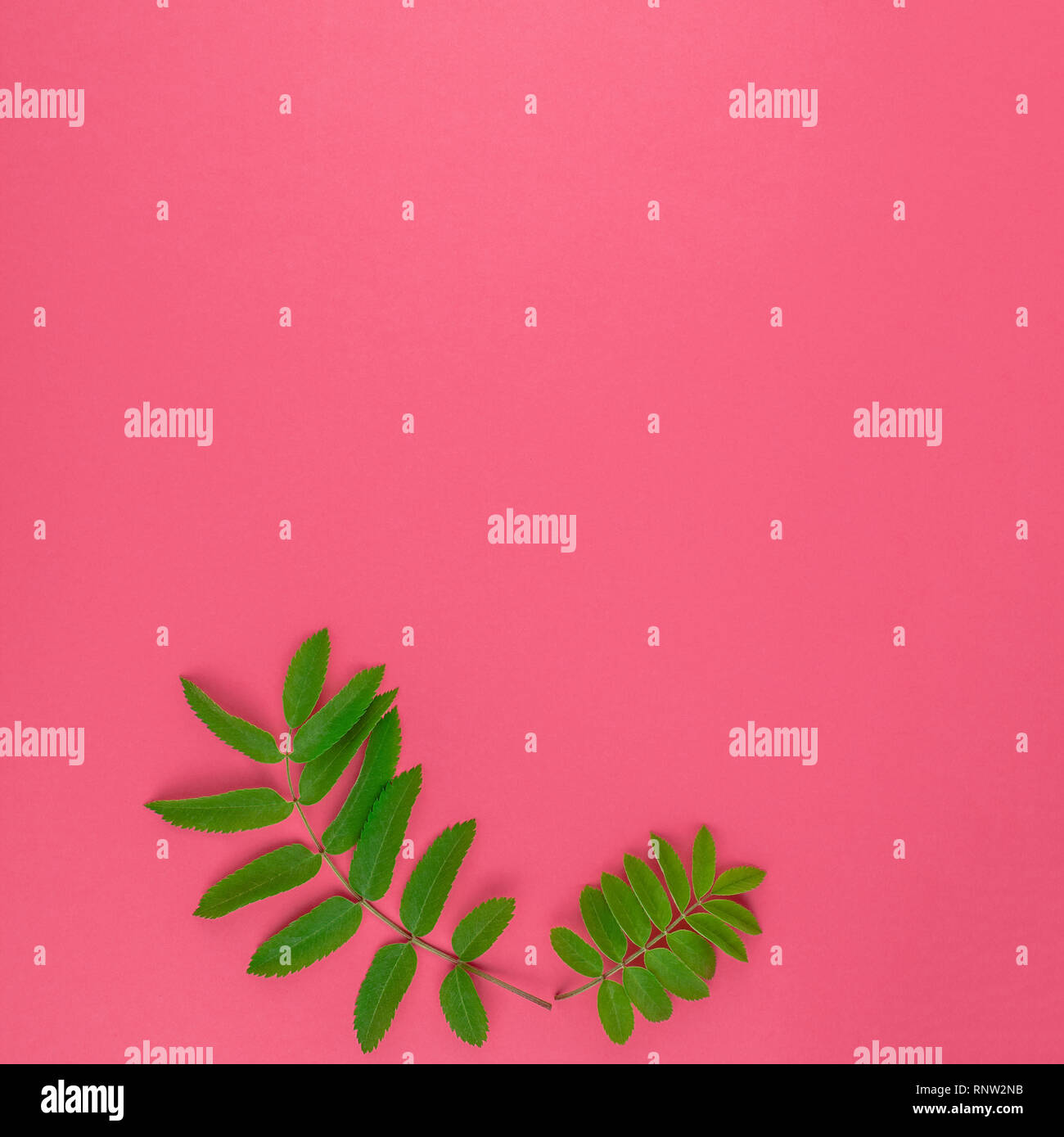 Creative flat lay top view pattern with fresh green rowan tree leaves ...