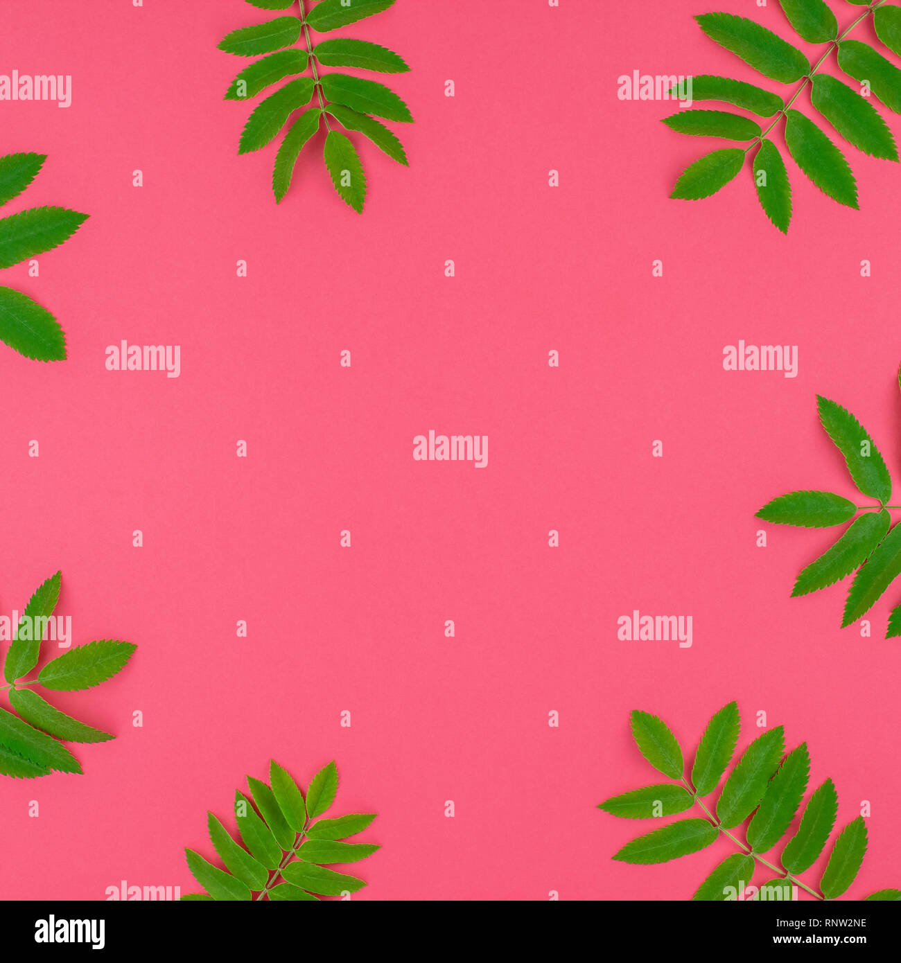 Creative flat lay top view pattern with fresh green rowan tree leaves ...