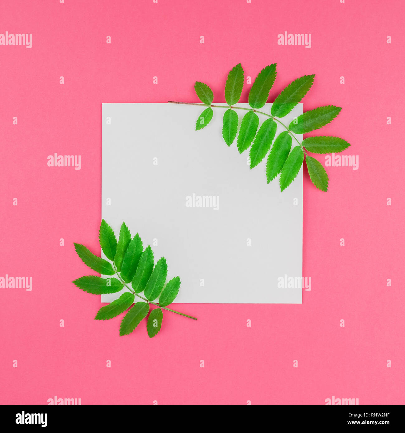 Creative flat lay top view white letter mock up with fresh green rowan ...