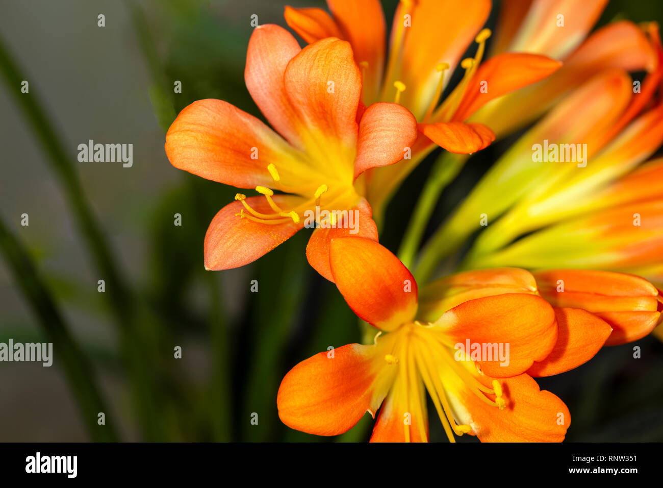 Beautiful bright orange flowers of Kaffir lily (Clivia miniata) Stock Photo