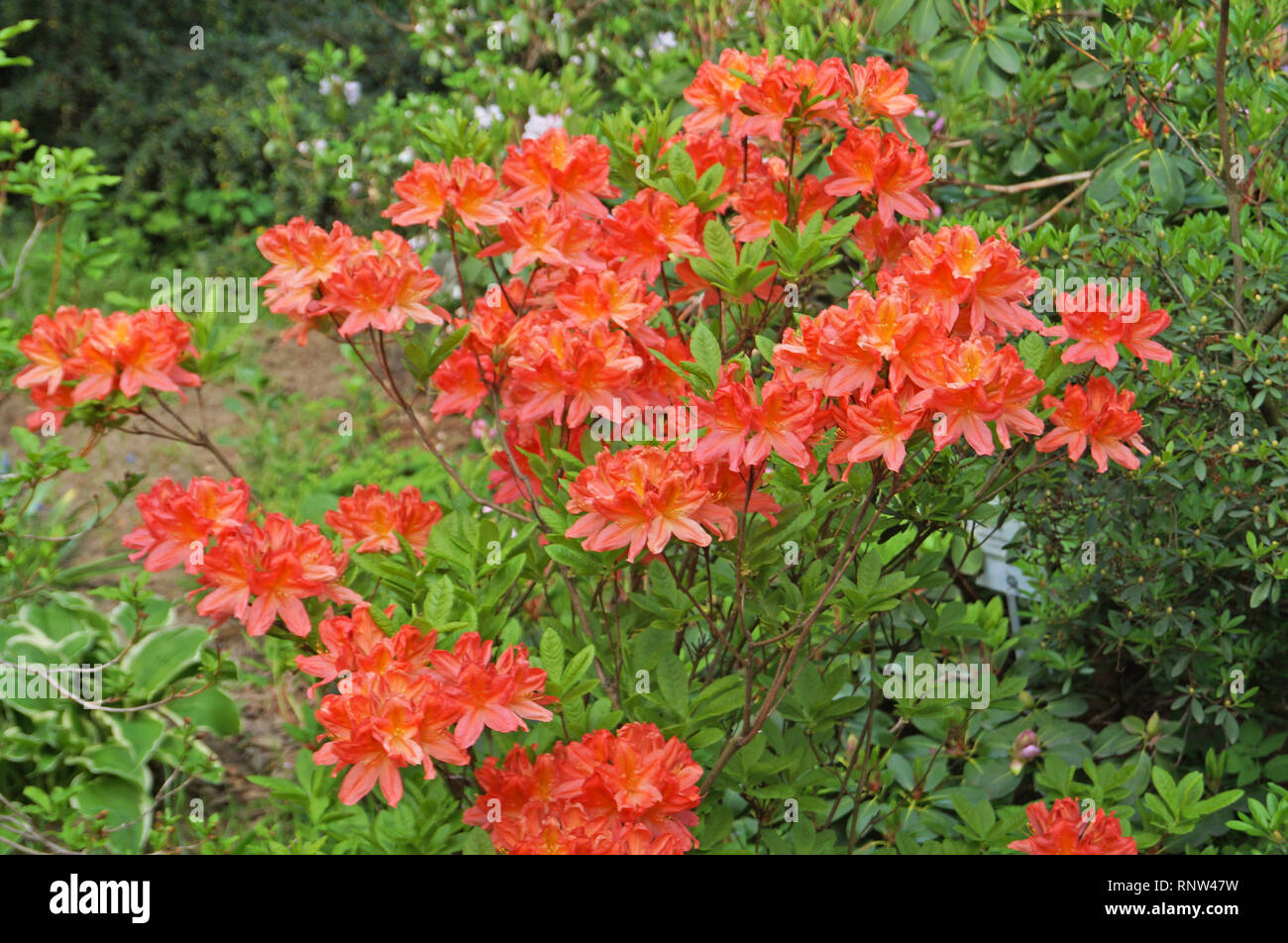 Rhododendron bush with delicate red flowers and green leaves Stock Photo